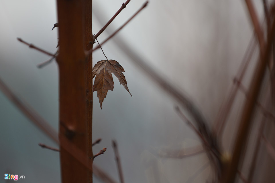 Trồng phong lá đỏ, đường phố Hà Nội sẽ giống châu Âu, Hàn Quốc?